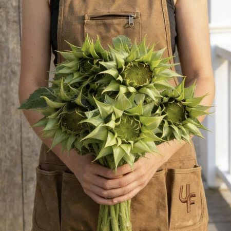 SunFill&trade; Green, (F1) Sunflower Seeds - Packet image number null